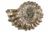 Bumpy Ammonite (Douvilleiceras) Fossil - Madagascar #343803-1